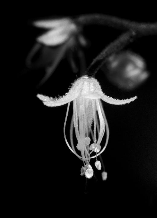 Tiarella 4525bw.jpg